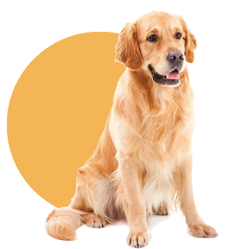 Dog with orange background